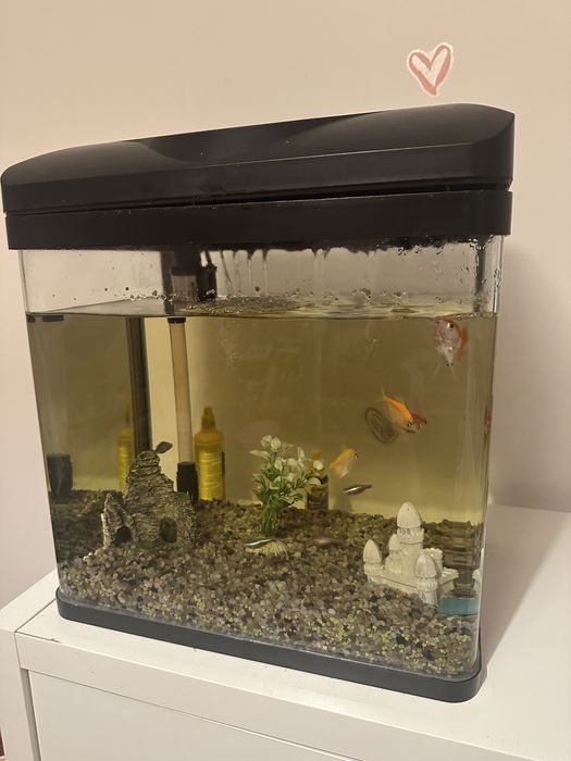 Akwarium z rybkami
