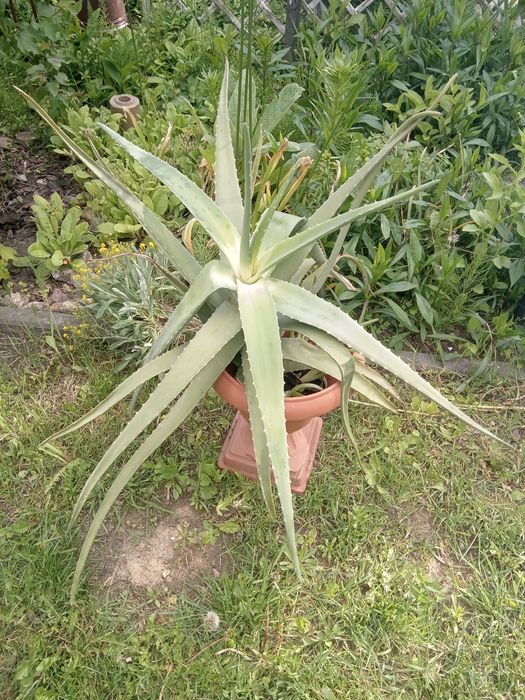 Kaktus aloes,kwiat