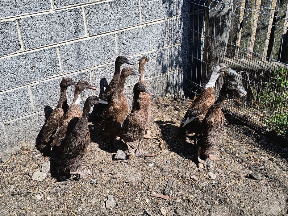 Sprzedam kaczki biegusy