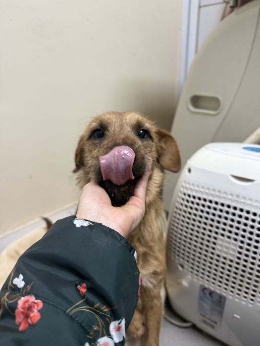 Moana, cadelinha com 9/10 meses porte pequeno para adoção responsável