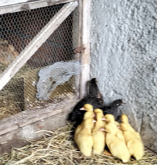 Patos Mudos de boa qualidade