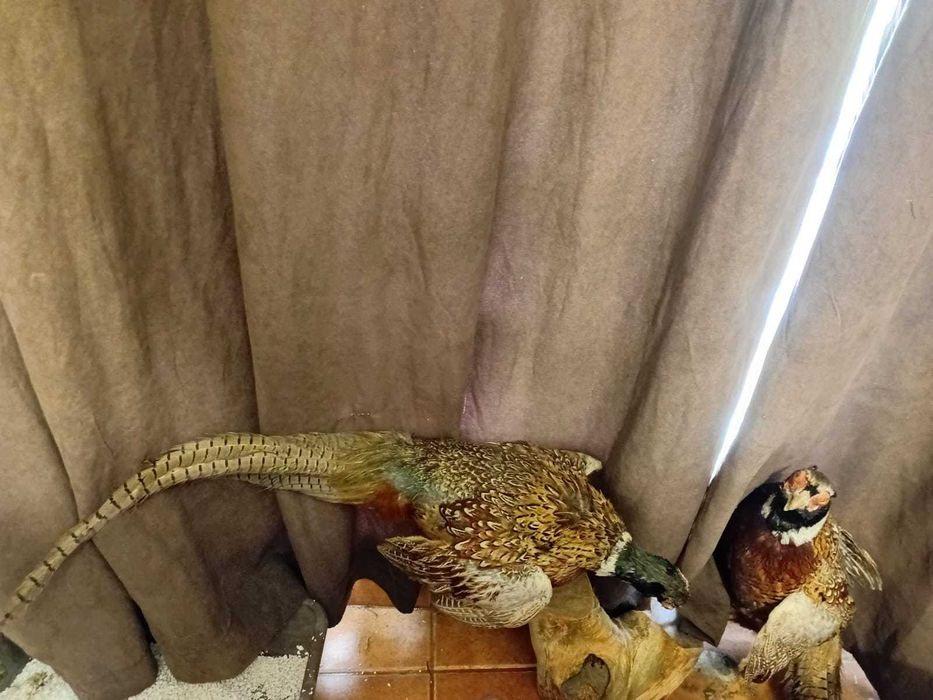 antic 2 faisões reais pagos