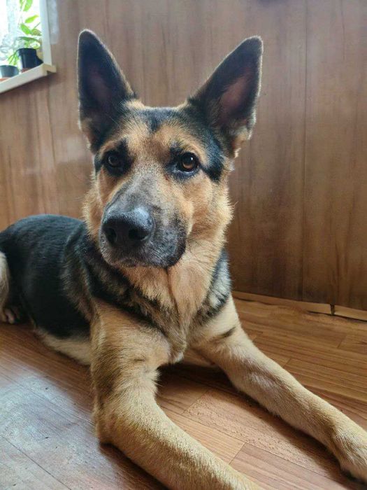 Кобель на злучку