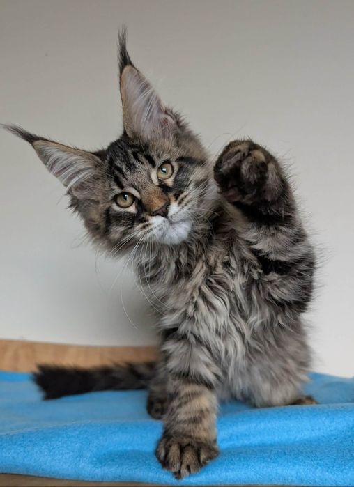 Kocurek Wiewiórek Maine Coon