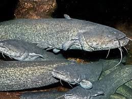 Зарибок європейський сом