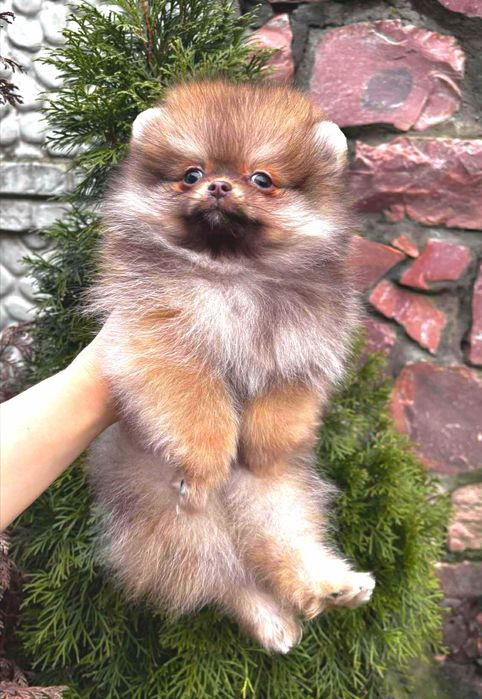 EXCLUSIVE! ШИКАРНА помераночка оранж шоколадного окрасу 2.5 міс.