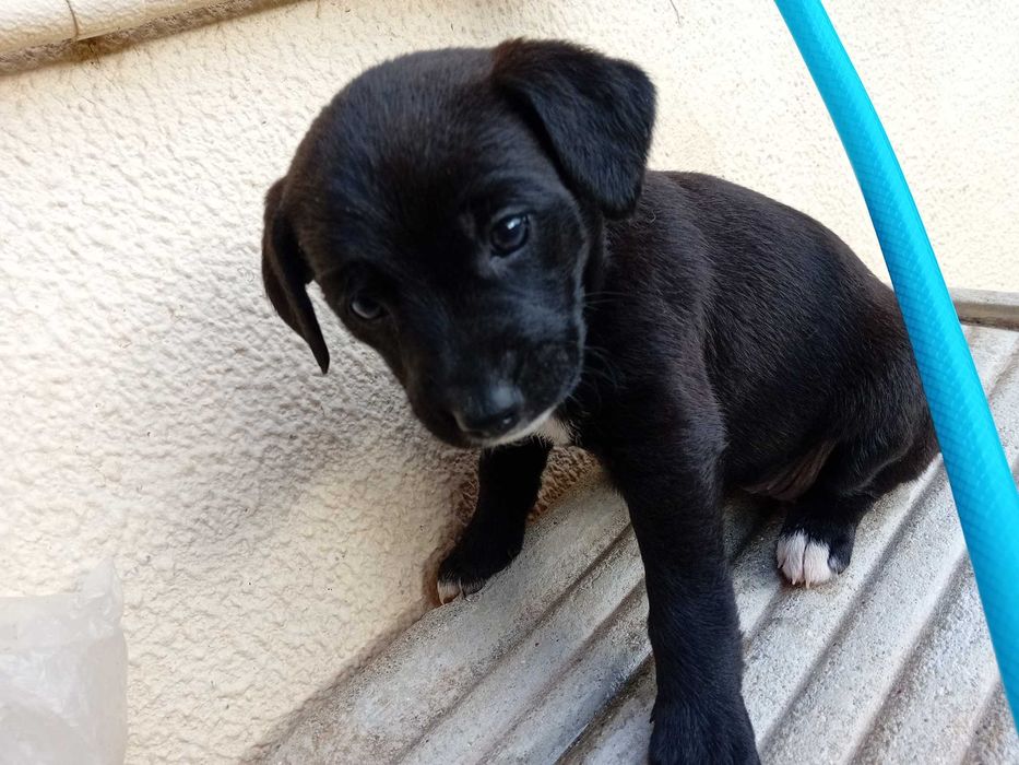 Urgente dá-se 2 femeas e 1 macho 3 meses