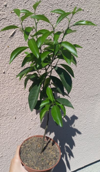 Кімнатне лимонне дерево