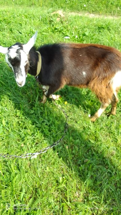 Продам Козу і цапа коза дає 1літер молока
