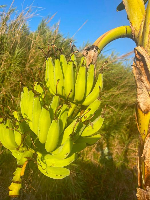 Mudas de Bananeira