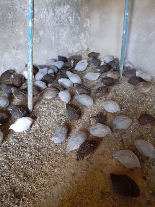 Ovos de Codorniz Anãs da China 10 Ovos 5 Euros