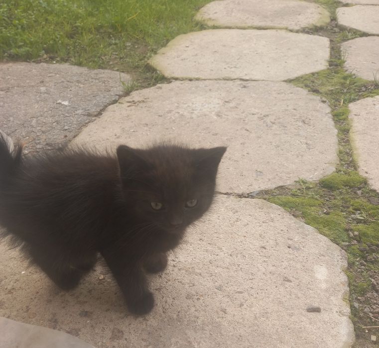 Віддам  в добрі руки кошенят