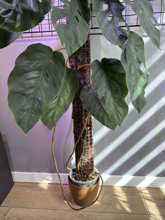 Monstera Dubia - ogromna 2 metrowa roslina
