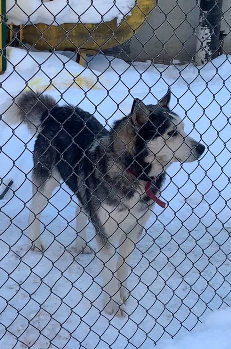 Хаскі в добрі руки