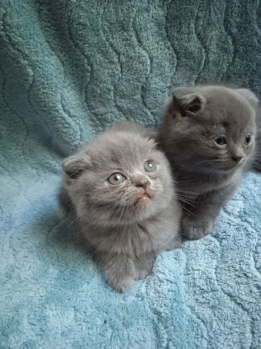 Шотландські кошенята