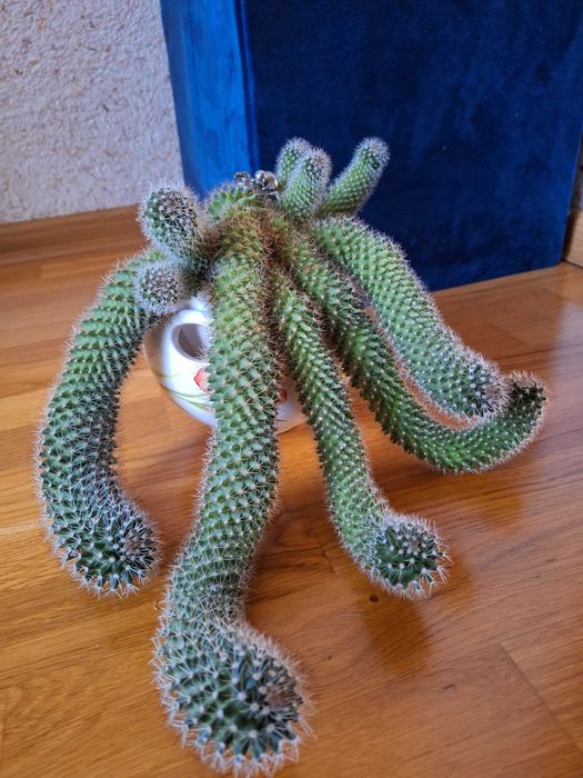 Кактус, кактуси, вазони