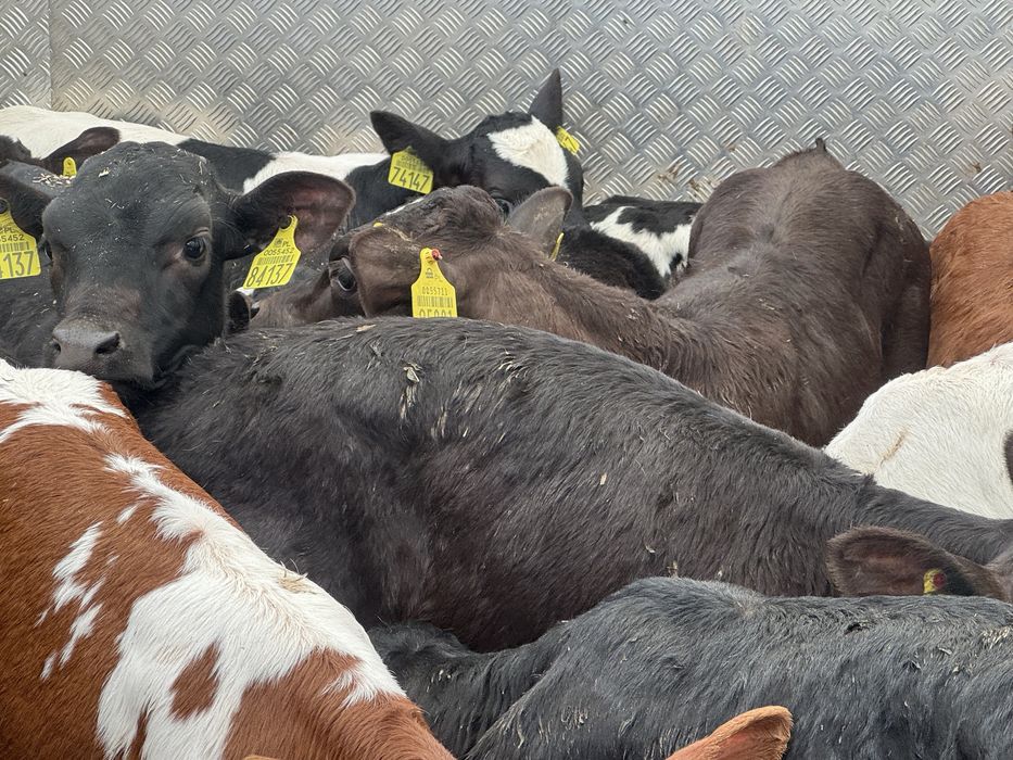 Cielaki mięsne selekcjonowane zdrowe