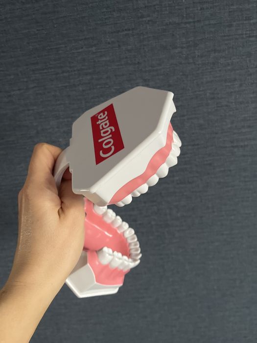 Model demonstracyjny szczeki colgate nowy