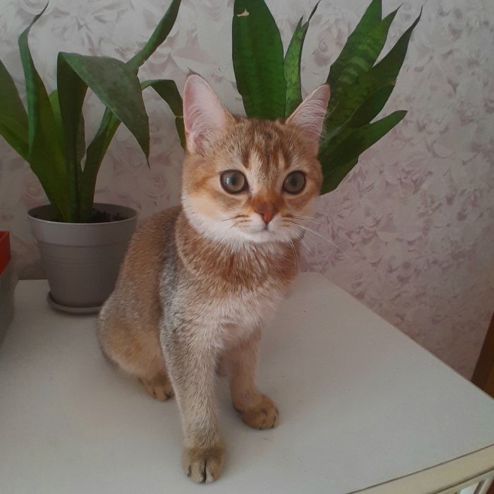 Чекаємо на добру сім'ю