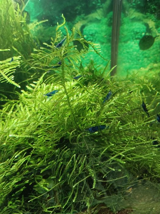 Blue velvet krewetki, roślina gratis