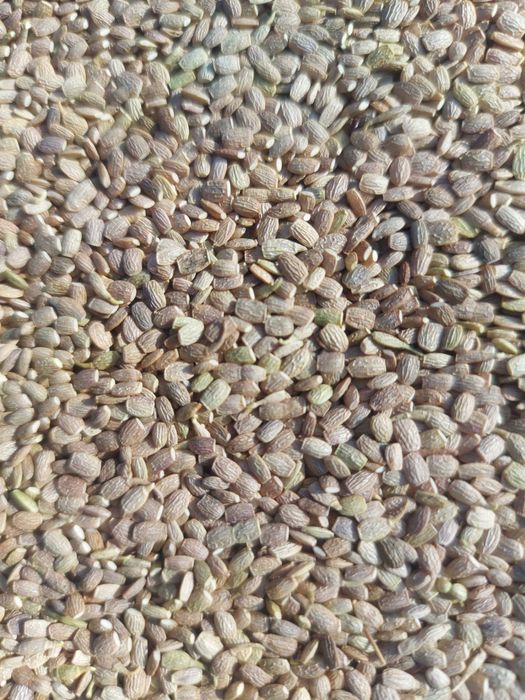 seradela 3 tony zbiór 2025 możliwa wysyłka