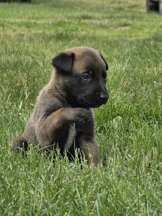 Клубні малюки бельгійской вівчарки малінуа! Найкращі охоронці