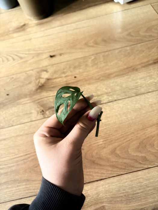 Monstera Monkey