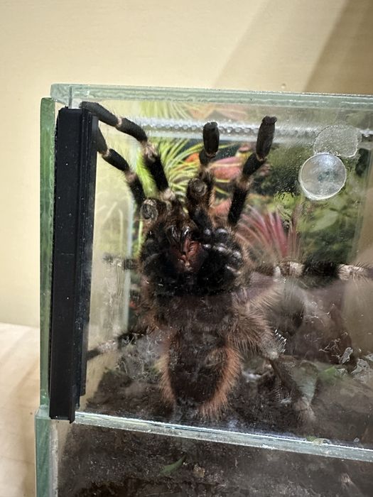 Ptasznik nhandu chromatus samiec z terrarium