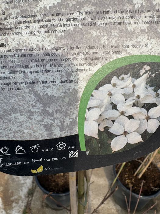 Dereń (Comus kousa robert’s select)