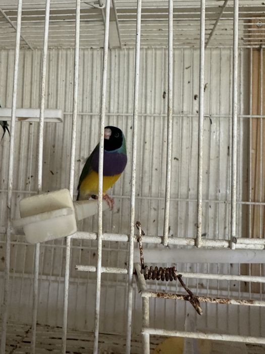 Diamantes gould