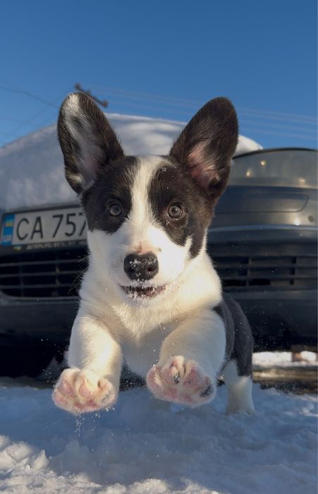 Маленькі вельш коргі кардиганчики