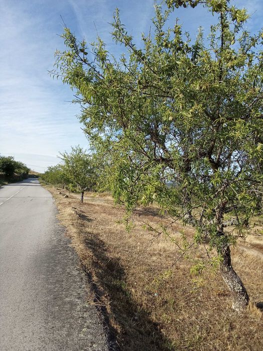 terreno agricola