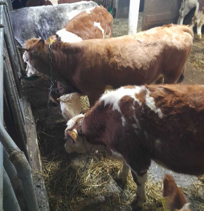 Sprzedam Jałówki do dalszego chwu