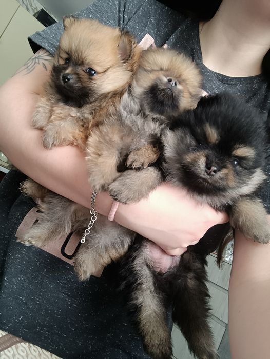 Цуценята шпіц, померанский шпиц, чорний з підпалом, соболь