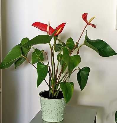 anturium czerwone, młode, zdrowe w osłonce