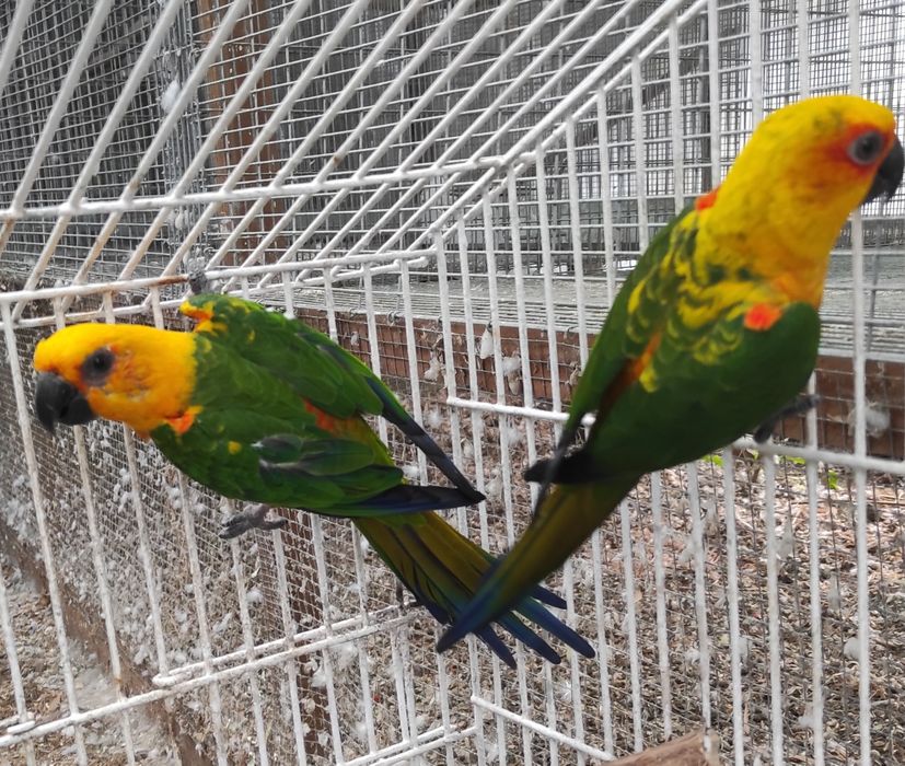 Casal aratinga M 2018 F 2024
