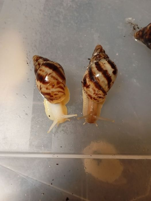 ЦЕНА СНИЖЕНА! Ахатины разные Акция