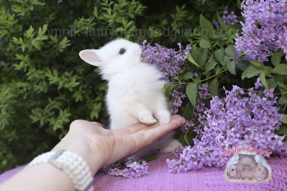 Карликові кролики з розплідника "Fluffy Diamond" Нідерландський карлик