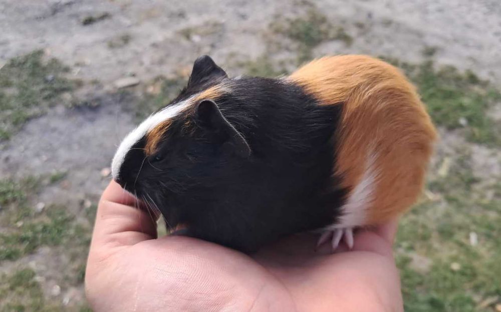 Świnka morska, Cavia domowa
