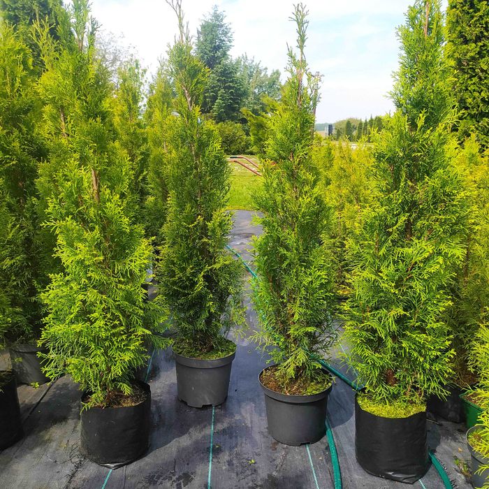 tuja szmaragd 70-80 cm