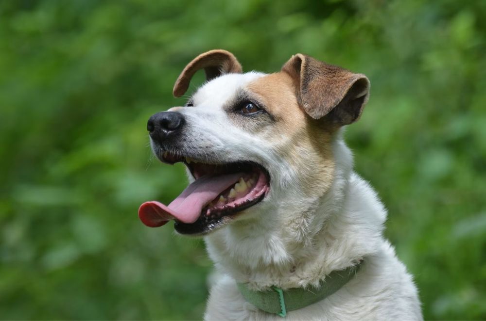 Miodek- do adopcji