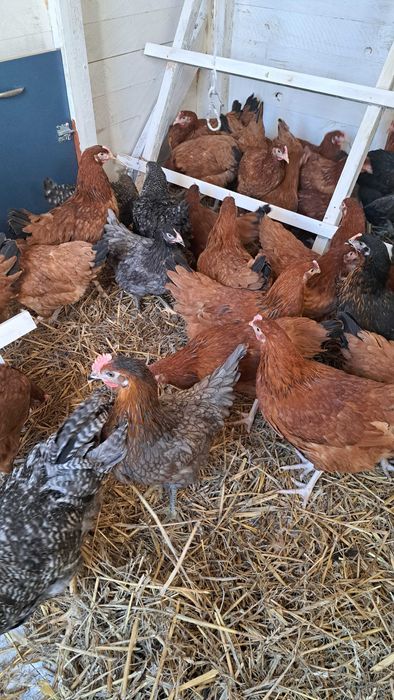 Jajka z wolnego wybiegu