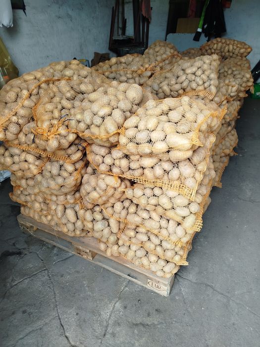 Ziemniaki jadalne hurt detal dowóz