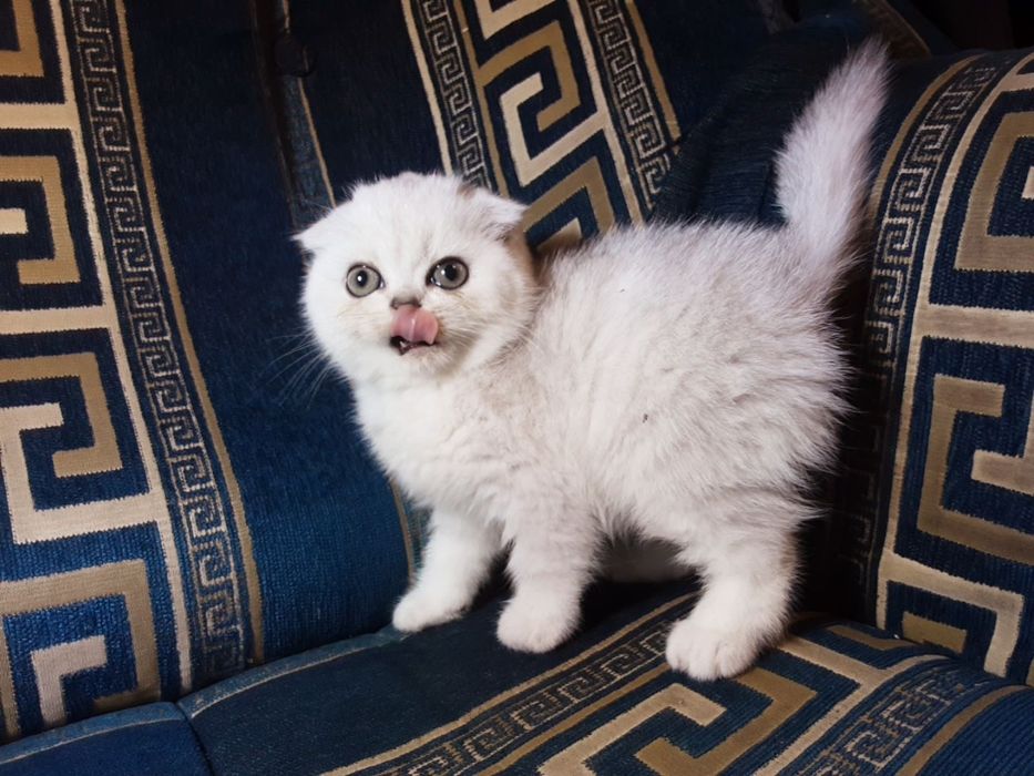 Шотландский вислоухий котик