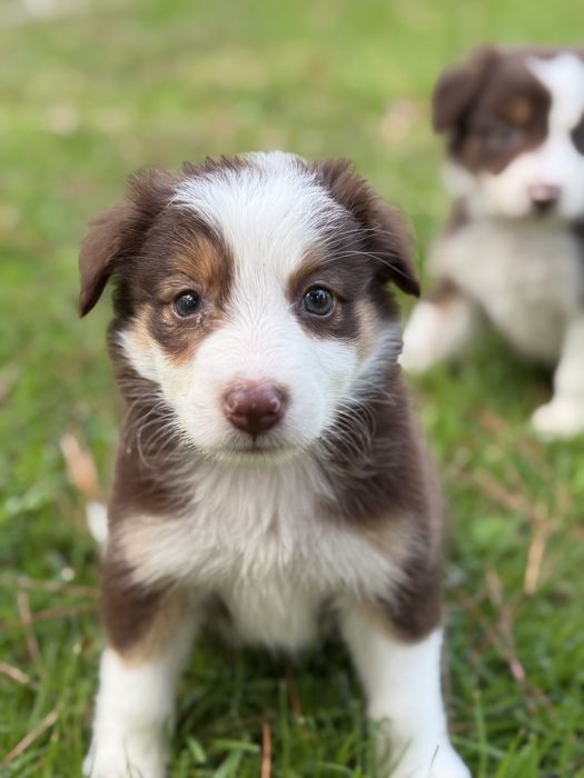 Border collie chocolate bebe
