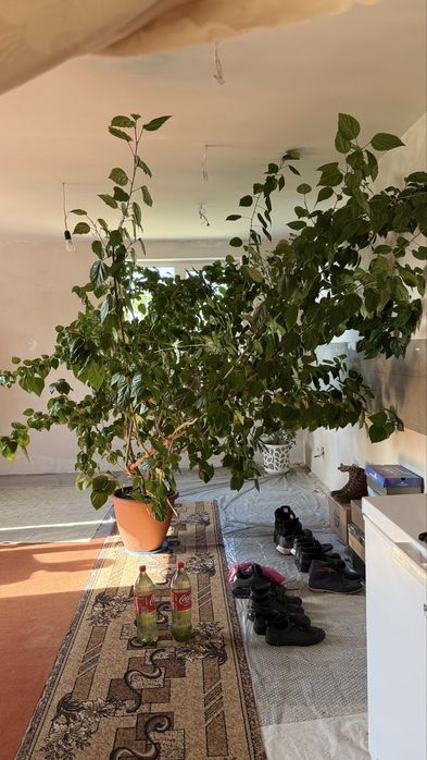 Вазон китайська роза