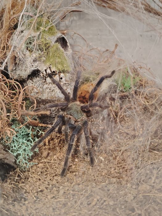 Chromatopelma cyaneopubescens samica ok. 3 5dc