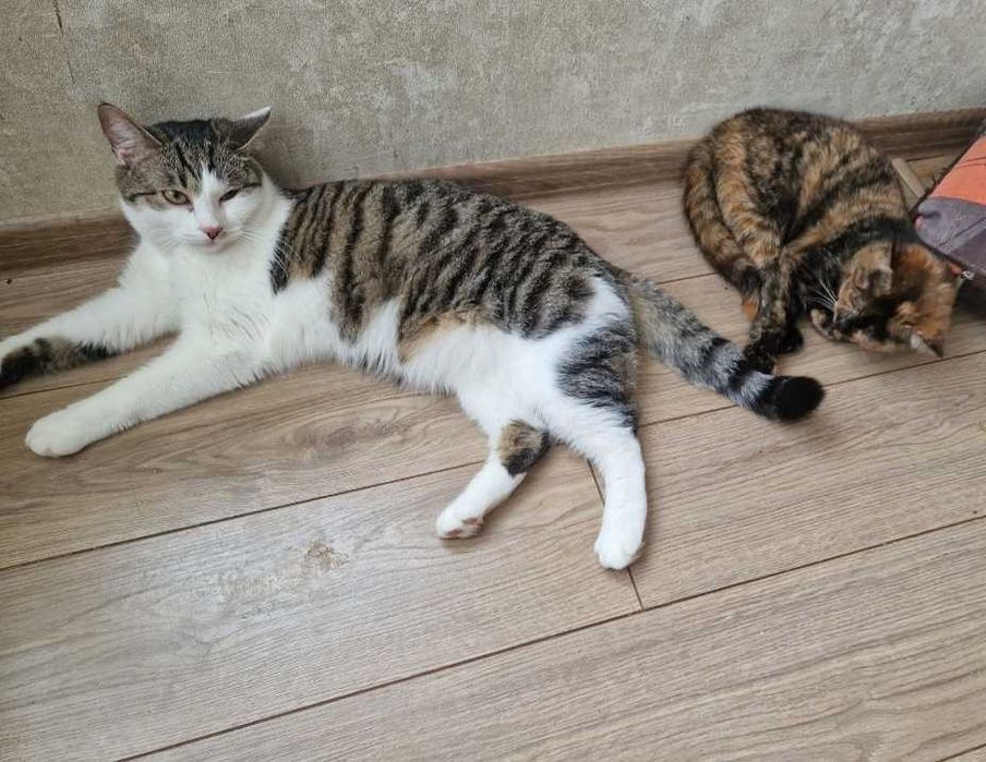 Кошеня шукає дім