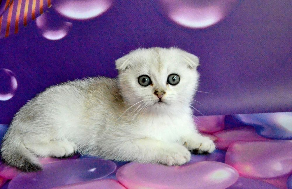 Девочка и мальчик серебристая шиншилла