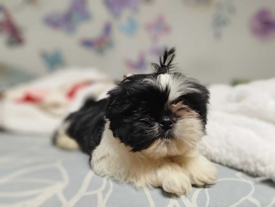 Śliczne Shih Tzu